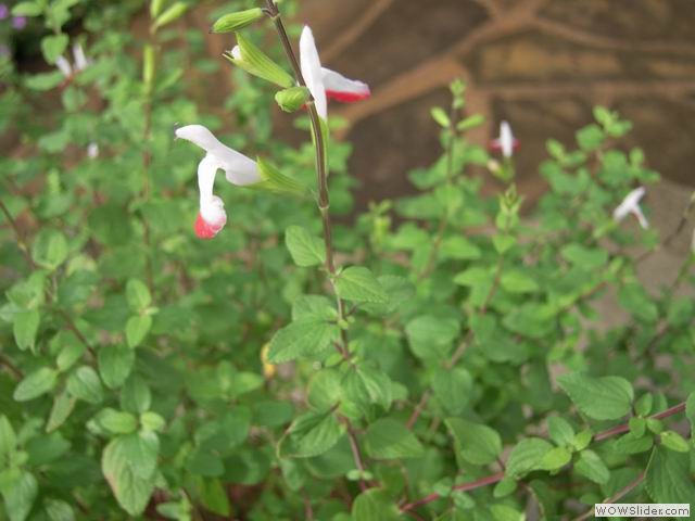 DSCN1706