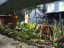 2018_Mar_flowers3933