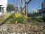 2018_Mar_flowers3936