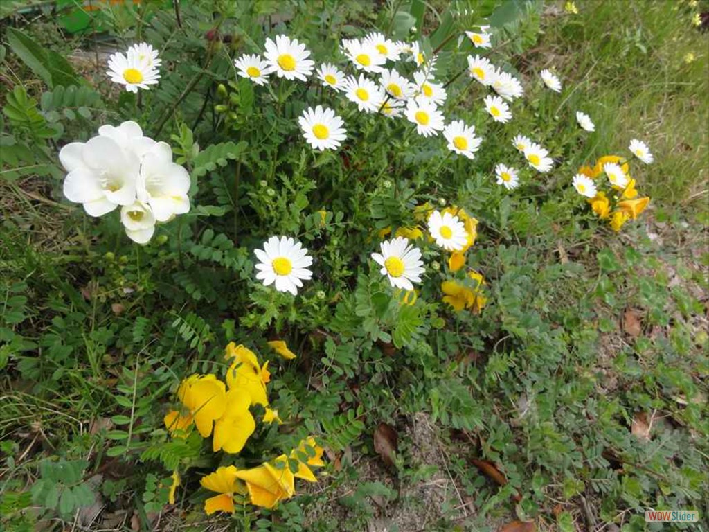 2019_Spring07518